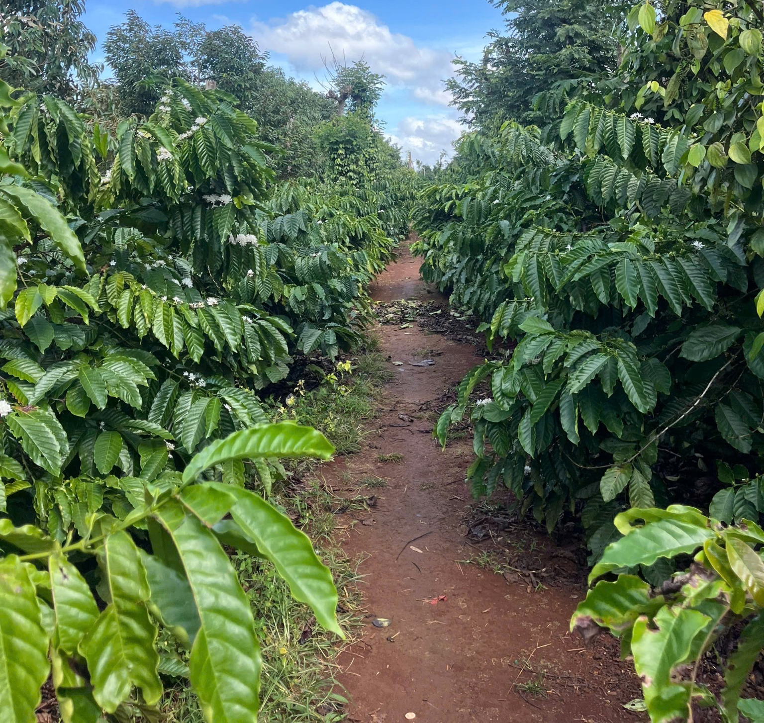 Giải pháp gán nhãn carbon cho cà phê xuất khẩu Việt Nam - GDTS